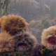 They’re like Tribbles except they don’t suck.